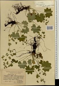 Alchemilla conglobata H. Lindb., Eastern Europe, Middle Volga region (E8) (Russia)