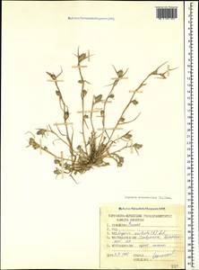 Sporobolus schoenoides (L.) P.M.Peterson, Caucasus, Stavropol Krai, Karachay-Cherkessia & Kabardino-Balkaria (K1b) (Russia)