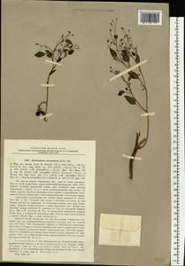 Heliotropium micranthos (Pall.) Bunge, Eastern Europe, Lower Volga region (E9) (Russia)