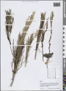 Arabis, Siberia, Russian Far East (S6) (Russia)