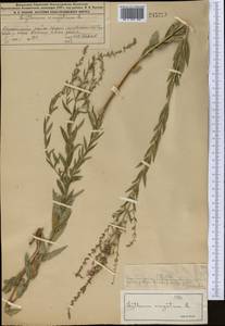 Lythrum virgatum L., Middle Asia, Muyunkumy, Balkhash & Betpak-Dala (M9) (Kazakhstan)