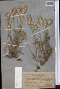 Astragalus pseudonobilis Popov, Middle Asia, Western Tian Shan & Karatau (M3) (Uzbekistan)