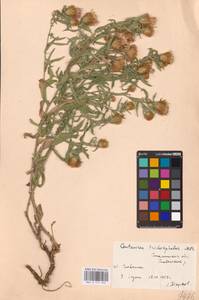 Centaurea trichocephala M. Bieb. ex Willd., Eastern Europe, South Ukrainian region (E12) (Ukraine)