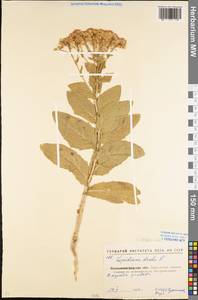 Lepidium draba L., Eastern Europe, North Ukrainian region (E11) (Ukraine)
