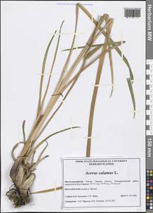 Acorus calamus L., Siberia, Western Siberia (S1) (Russia)