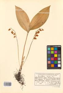 Convallaria keiskei Miq., Siberia, Russian Far East (S6) (Russia)