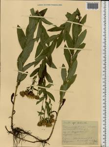 Pentanema salicinum (L.) D. Gut. Larr., Santos-Vicente, Anderb., E. Rico & M. M. Mart. Ort., Eastern Europe, South Ukrainian region (E12) (Ukraine)