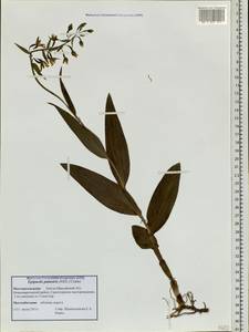 Epipactis palustris (L.) Crantz, Siberia, Western Siberia (S1) (Russia)