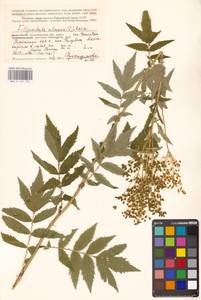Filipendula ulmaria (L.) Maxim., Eastern Europe, Northern region (E1) (Russia)