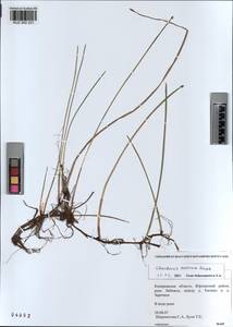 KUZ 002 231, Eleocharis mamillata subsp. austriaca (Hayek) Strandh., Siberia, Altai & Sayany Mountains (S2) (Russia)