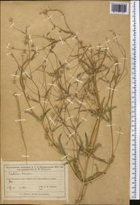 Lomelosia olivieri (Coult.) Greuter & Burdet, Middle Asia, Muyunkumy, Balkhash & Betpak-Dala (M9) (Kazakhstan)