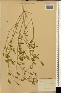 Trigonella spicata Sm., Caucasus, Azerbaijan (K6) (Azerbaijan)