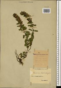 Teucrium chamaedrys L., Caucasus, Stavropol Krai, Karachay-Cherkessia & Kabardino-Balkaria (K1b) (Russia)