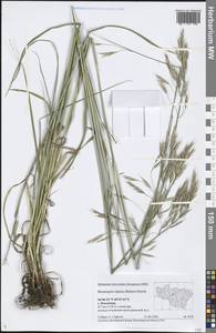 Bromus riparius Rehmann, Eastern Europe, Central region (E4) (Russia)