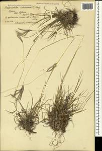 Bothriochloa ischaemum (L.) Keng, Crimea (KRYM) (Russia)