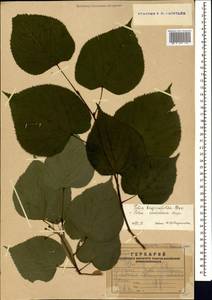 Tilia croizatii Chun & H. D. Wong, Caucasus, Armenia (K5) (Armenia)
