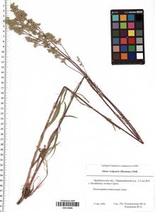 Silene wolgensis (Hornem.) Otth, Eastern Europe, Eastern region (E10) (Russia)