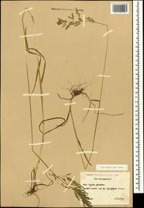 Poa trivialis L., Caucasus, South Ossetia (K4b) (South Ossetia)