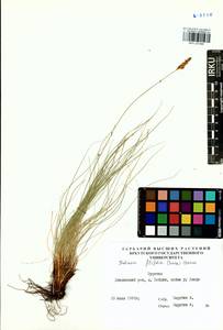 Carex macroprophylla (Y.C.Yang) S.R.Zhang, Siberia, Baikal & Transbaikal region (S4) (Russia)