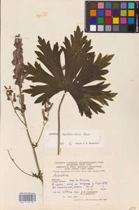 Aconitum lycoctonum subsp. moldavicum (Hacq.) Jalas, Eastern Europe, West Ukrainian region (E13) (Ukraine)