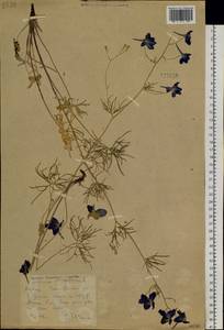 Delphinium grandiflorum L., Siberia, Yakutia (S5) (Russia)