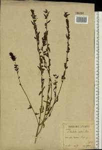 Odontites vulgaris Moench, Eastern Europe, Central forest-and-steppe region (E6) (Russia)