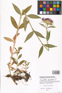 Dianthus barbatus L., Eastern Europe, Moscow region (E4a) (Russia)
