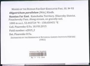 Oligotrichum parallelum (Mitt.) Kindb., Bryophytes, Bryophytes - Chukotka & Kamchatka (B21) (Russia)