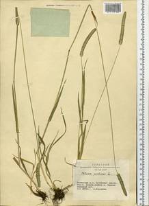 Phleum pratense L., Siberia, Altai & Sayany Mountains (S2) (Russia)