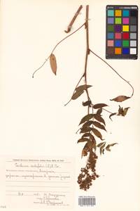 Sorbaria sorbifolia (L.) A. Braun, Siberia, Chukotka & Kamchatka (S7) (Russia)