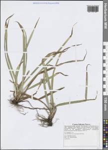 Carex vaginata var. petersii (C.A.Mey. ex F.Schmidt) Akiyama, Siberia, Russian Far East (S6) (Russia)