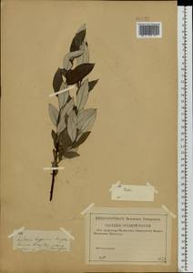 Salix lapponum L., Eastern Europe, Central region (E4) (Russia)