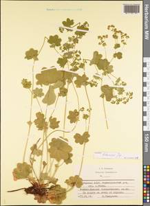 Alchemilla litwinowii Juz., Eastern Europe, Middle Volga region (E8) (Russia)