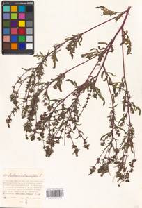Ambrosia artemisiifolia L., Eastern Europe, Moscow region (E4a) (Russia)