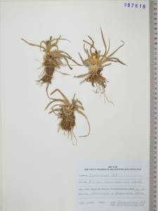 KHA7616, Scirpus maximowiczii C.B.Clarke, Siberia, Russian Far East (S6) (Russia)