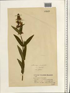Stachys palustris L., Eastern Europe, Volga-Kama region (E7) (Russia)