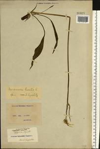 Scorzonera humilis L., Eastern Europe, North Ukrainian region (E11) (Ukraine)