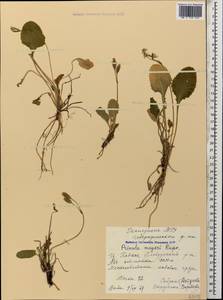 Primula amoena subsp. meyeri (Rupr.) Valentine & Lamond, Caucasus, Stavropol Krai, Karachay-Cherkessia & Kabardino-Balkaria (K1b) (Russia)