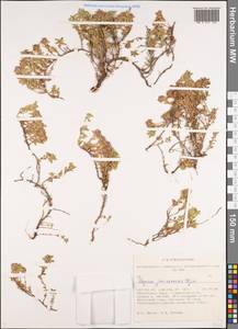 Thymus jenisseensis Iljin, Siberia, Altai & Sayany Mountains (S2) (Russia)