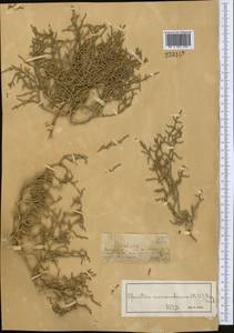 Ofaiston monandrum (Pall.) Moq., Middle Asia, Muyunkumy, Balkhash & Betpak-Dala (M9) (Kazakhstan)