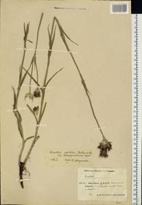 Dianthus capitatus subsp. andrzejowskianus Zapal., Eastern Europe, Eastern region (E10) (Russia)