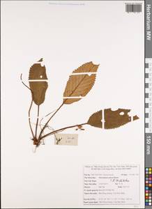 Oreocharis aurea Dunn, South Asia, South Asia (Asia outside ex-Soviet states and Mongolia) (ASIA) (Vietnam)