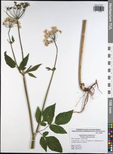 Aegopodium podagraria L., Eastern Europe, Central region (E4) (Russia)