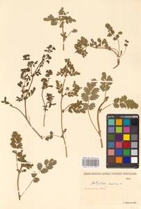 Potentilla supina L., Eastern Europe, Lower Volga region (E9) (Russia)