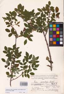 Rosa acicularis Lindl., Eastern Europe, Northern region (E1) (Russia)