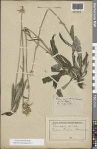 Jurinea arachnoidea Bunge, Eastern Europe, Rostov Oblast (E12a) (Russia)