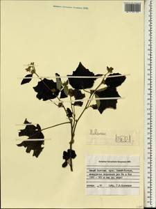 Malvaceae, South Asia, South Asia (Asia outside ex-Soviet states and Mongolia) (ASIA) (Vietnam)