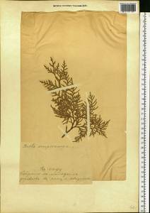 Platycladus orientalis (L.) Franco, Eastern Europe, Estonia (E2c) (Estonia)