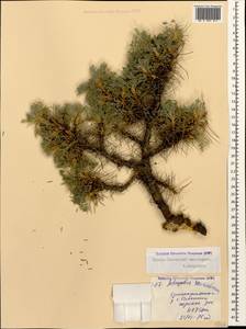 Astragalus denudatus Stev., Caucasus, North Ossetia, Ingushetia & Chechnya (K1c) (Russia)