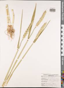 Triticum aestivum L., Eastern Europe, Central region (E4) (Russia)